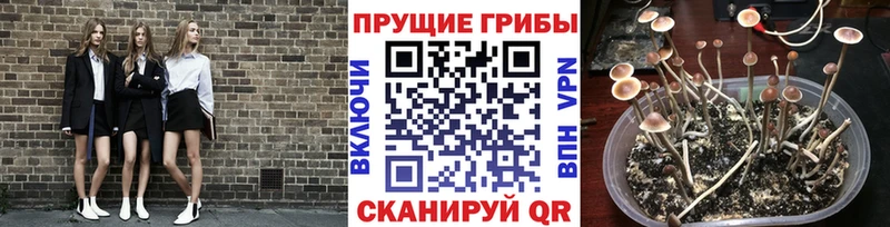 сайты даркнета клад  omg ссылки  Маркс  Псилоцибиновые грибы Psilocybe 